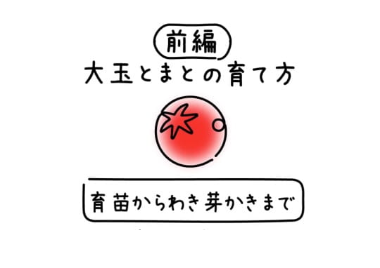 大玉とまとの育て方　前編