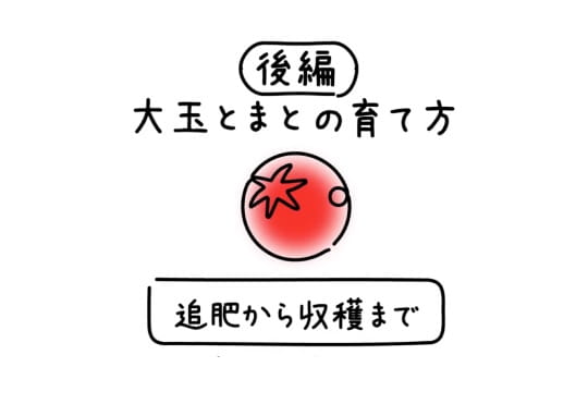 大玉とまとの育て方　後編