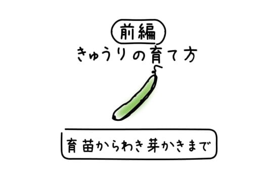 きゅうりの育て方　前編