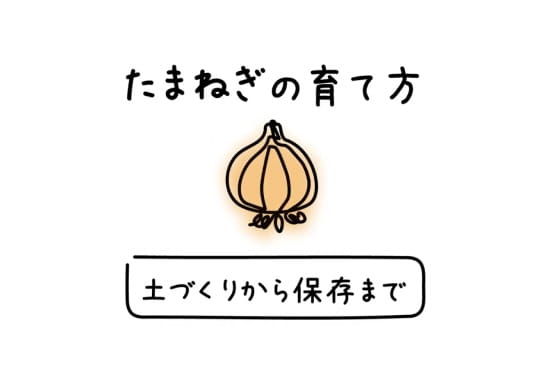 たまねぎの育て方