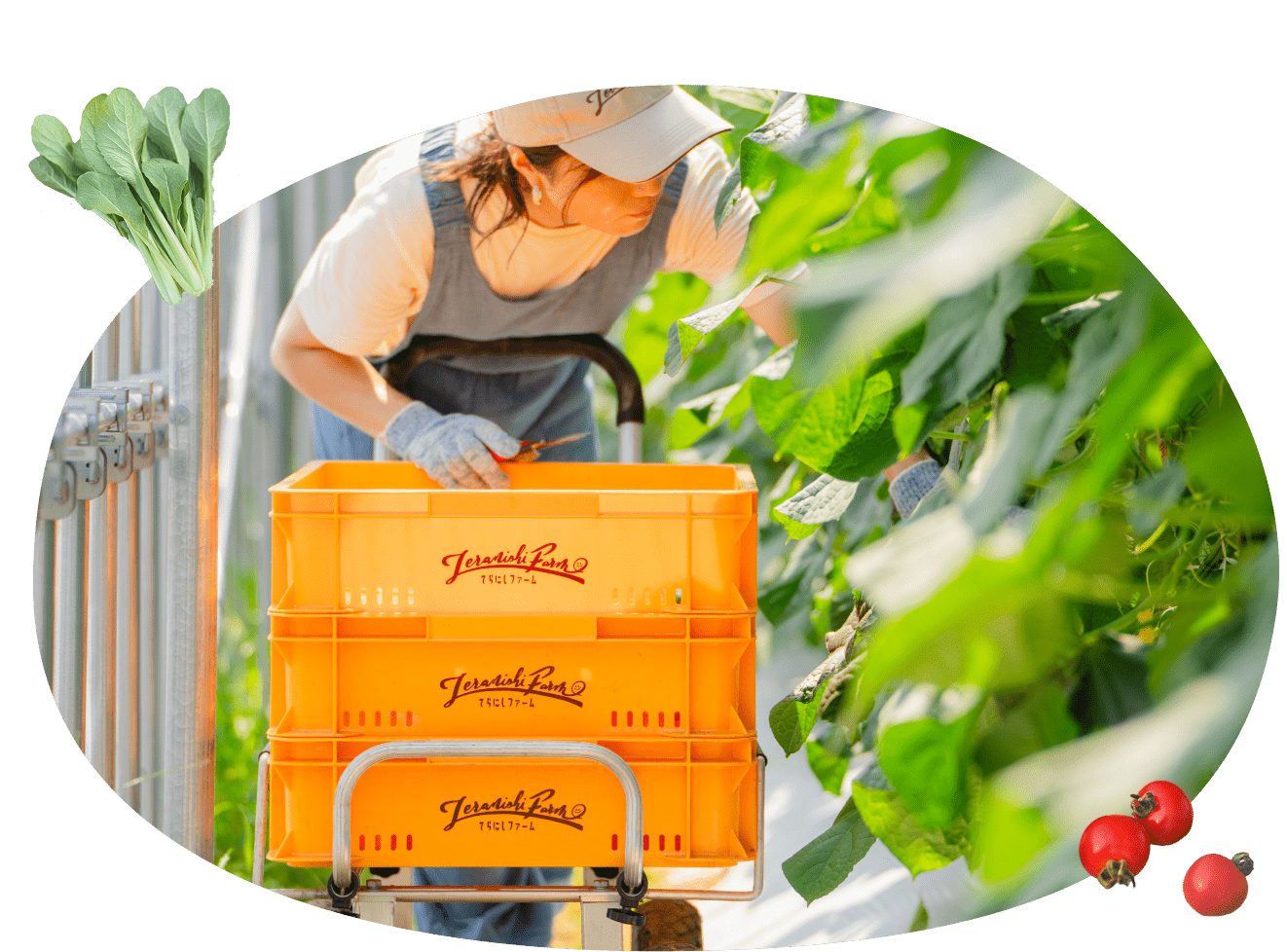 ビニールハウスで収穫作業をする女性農業者