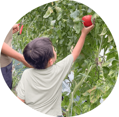 トマトに手を伸ばし収穫する男の子