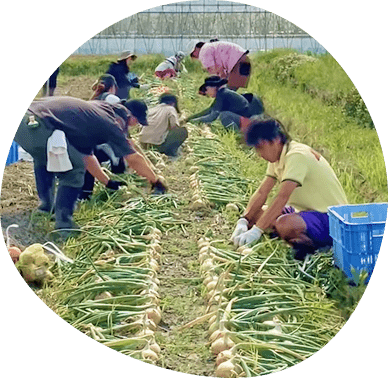 多くの人が玉ねぎを収穫する様子