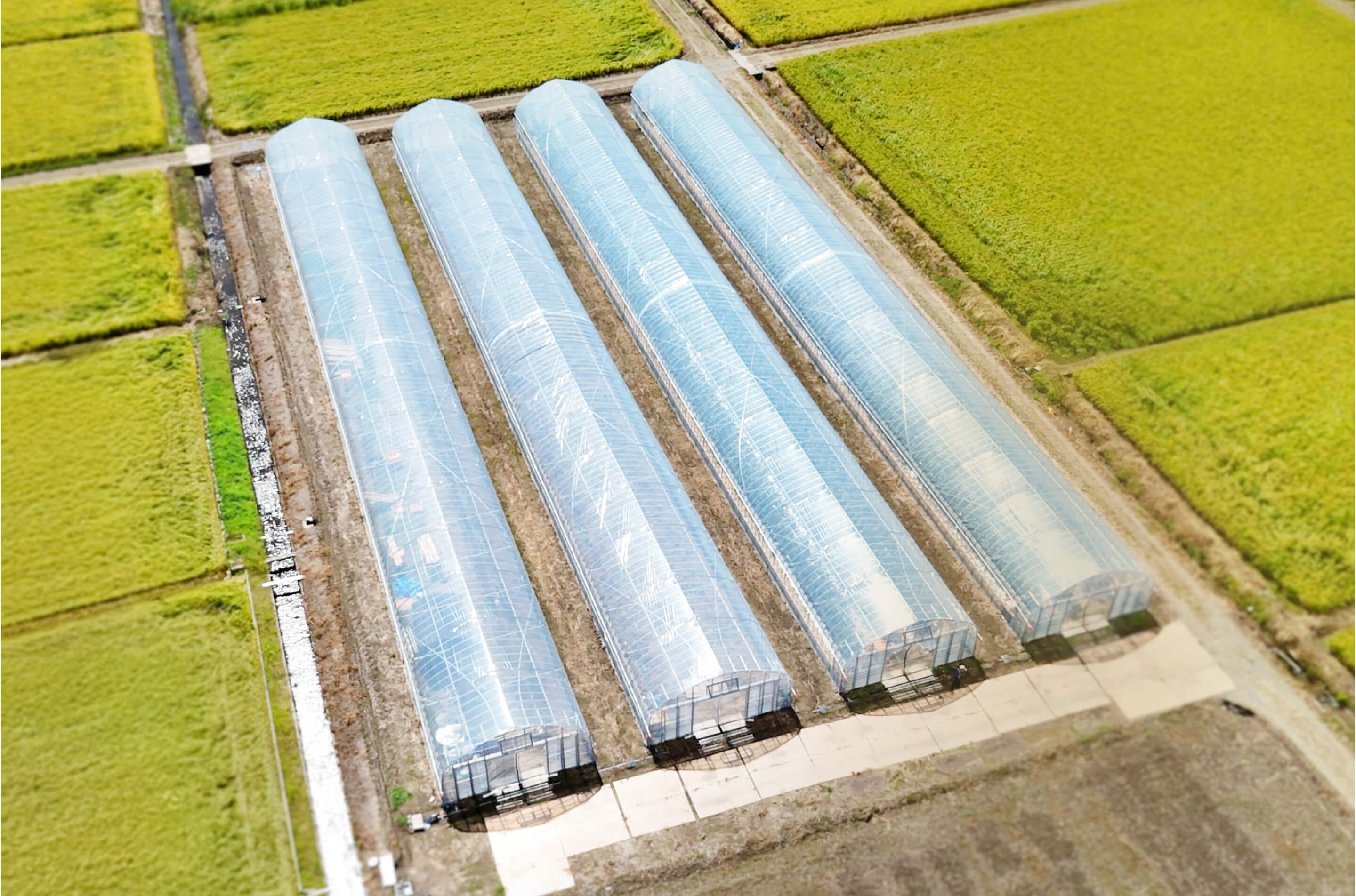 畑の中に並ぶ複数のビニールハウスの俯瞰風景