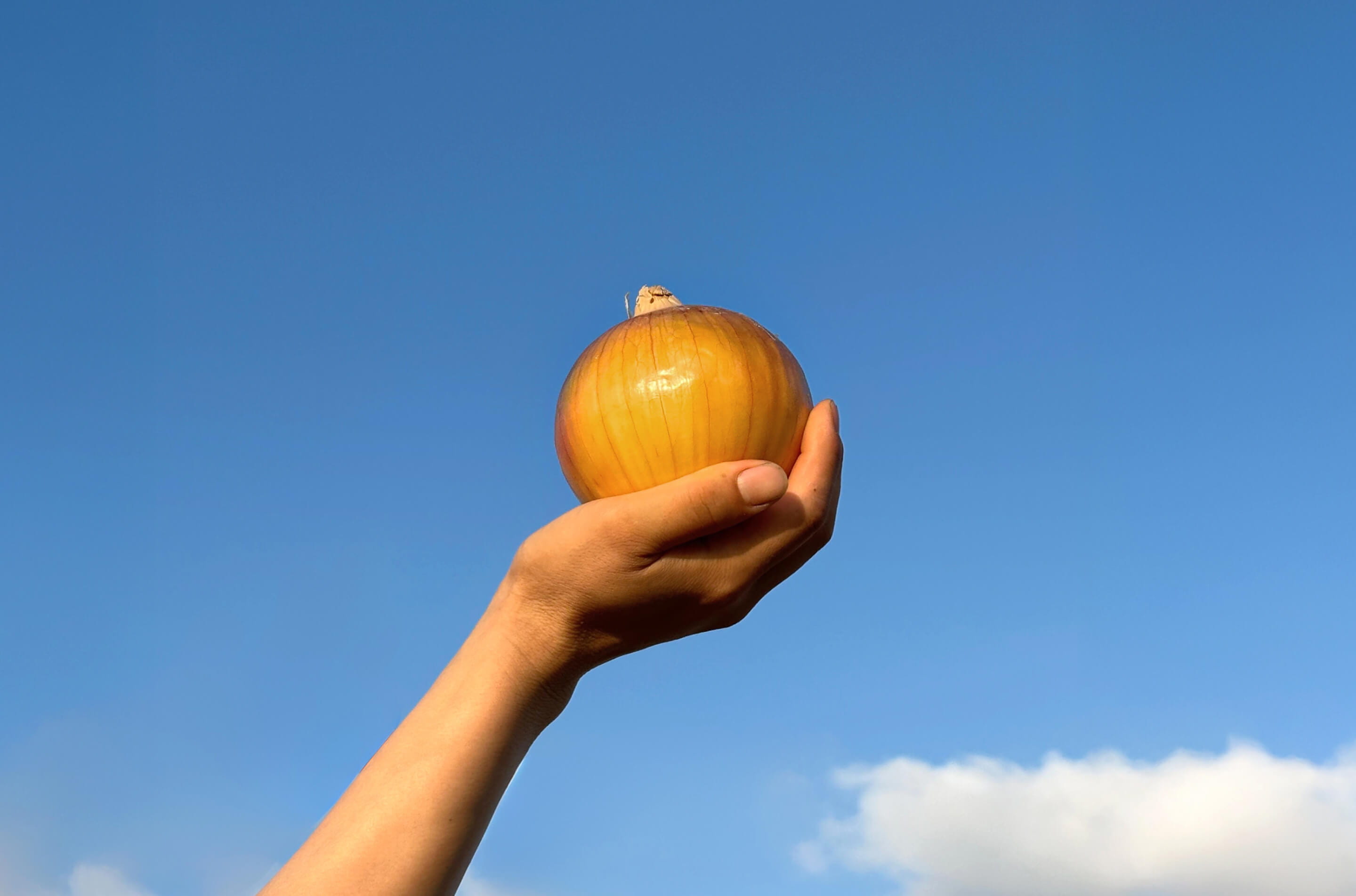 青空にかざした手のひらの玉ねぎ