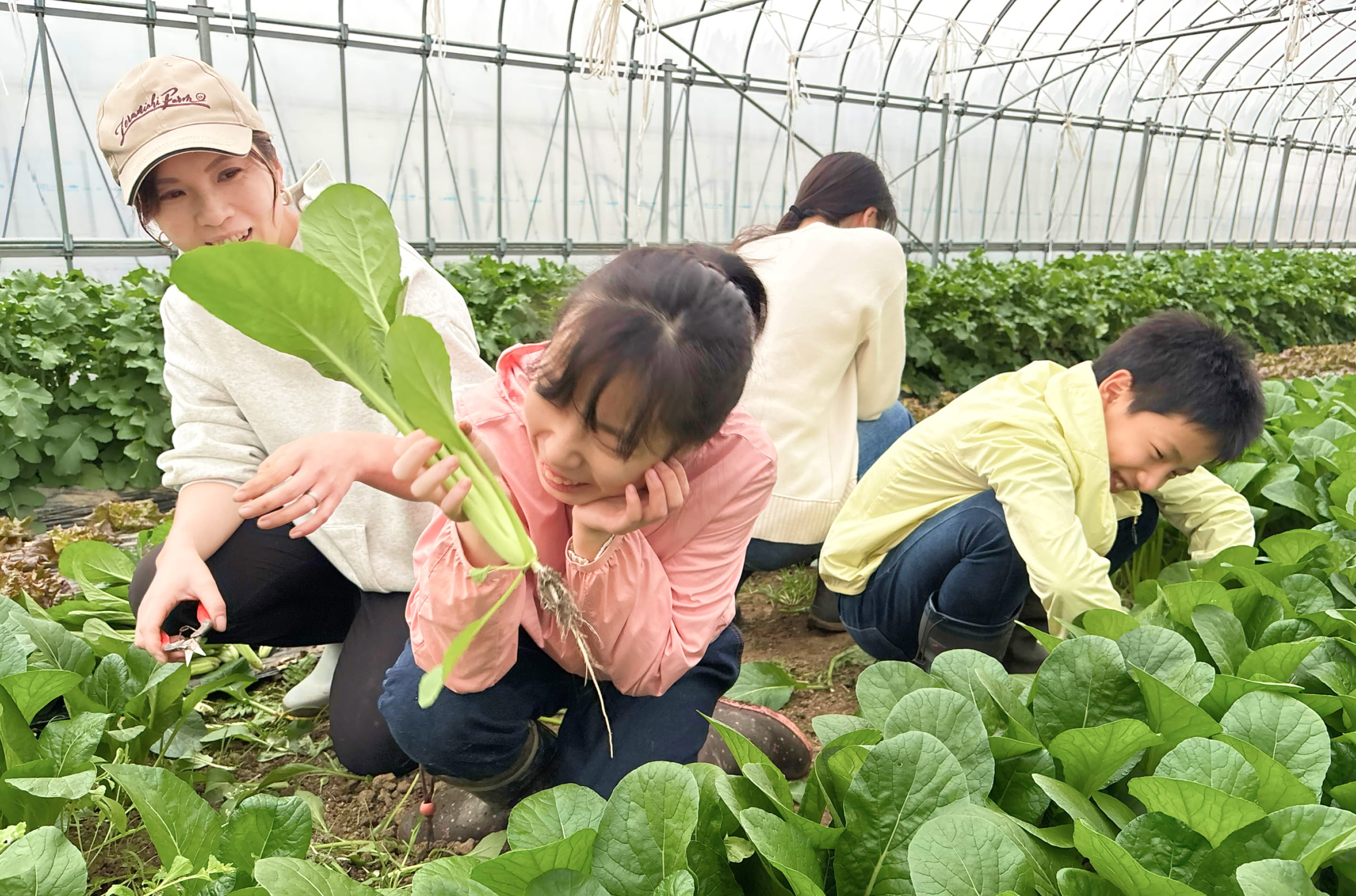 ビニールハウスで葉物野菜を収穫する親子