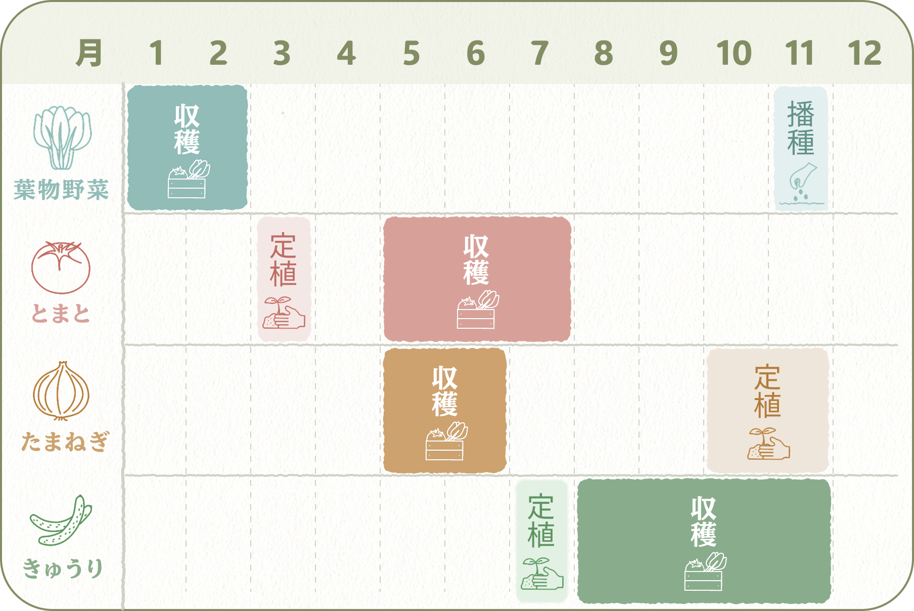 葉物・トマト・たまねぎ・きゅうりの出荷スケジュール