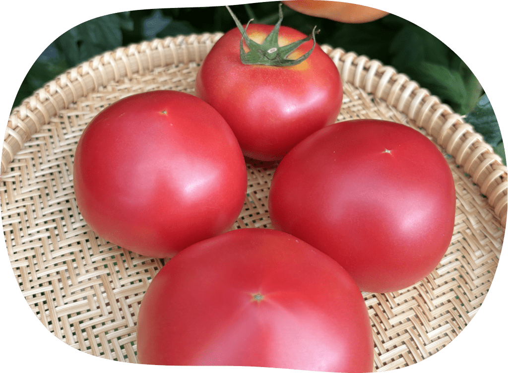 ざるに盛ったトマト