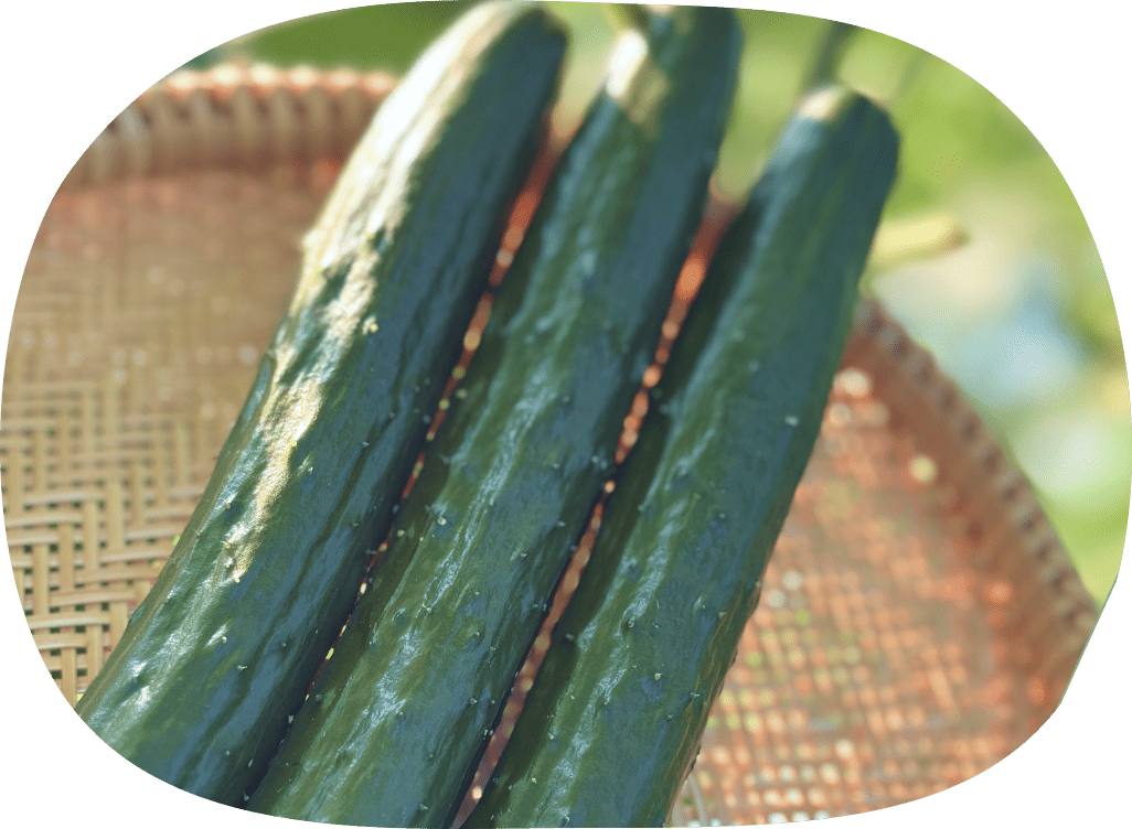 ざるに並んだきゅうり