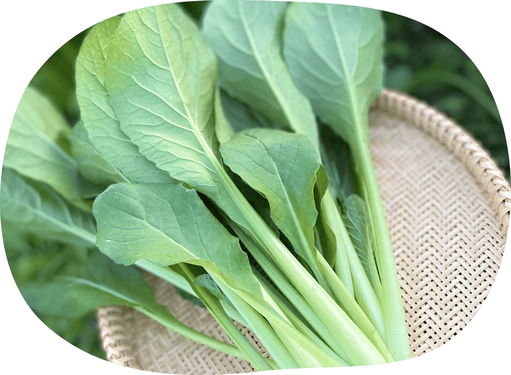 ざるに盛った小松菜