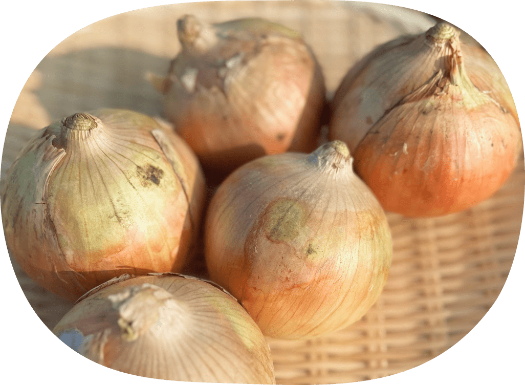 かごに並んだ玉ねぎ